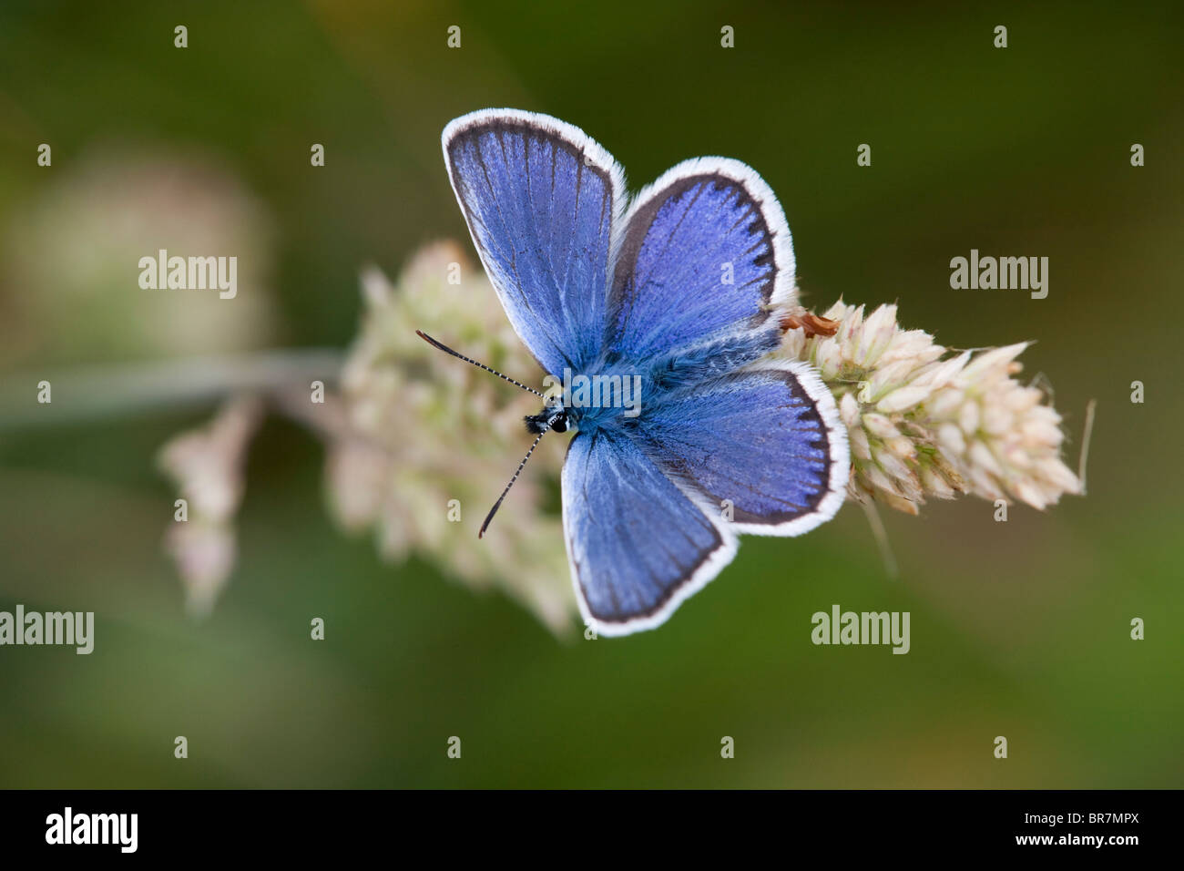 Silberne Nieten Blue Butterfly; Plebejus argus Stockfoto