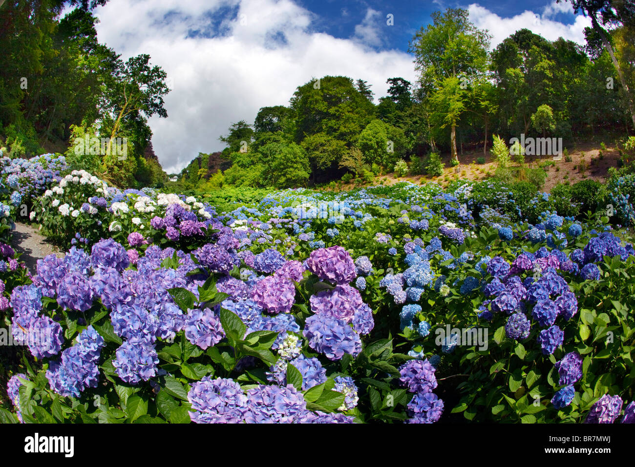 Trebah Garden; Hortensien blühen; Cornwall Stockfoto