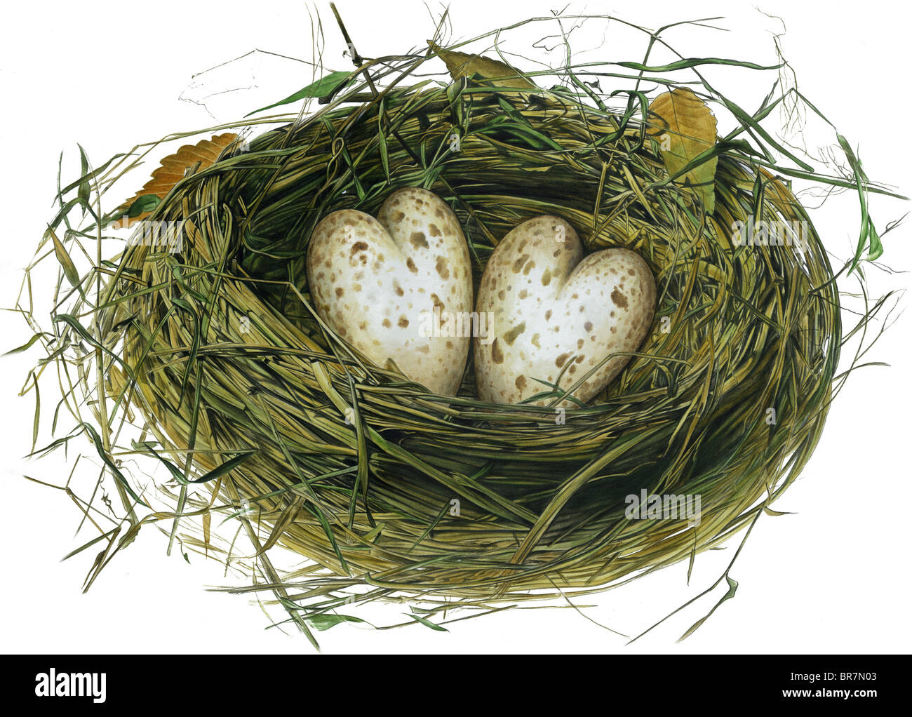 Zwei Herz-geformte Eiern im nest Stockfoto