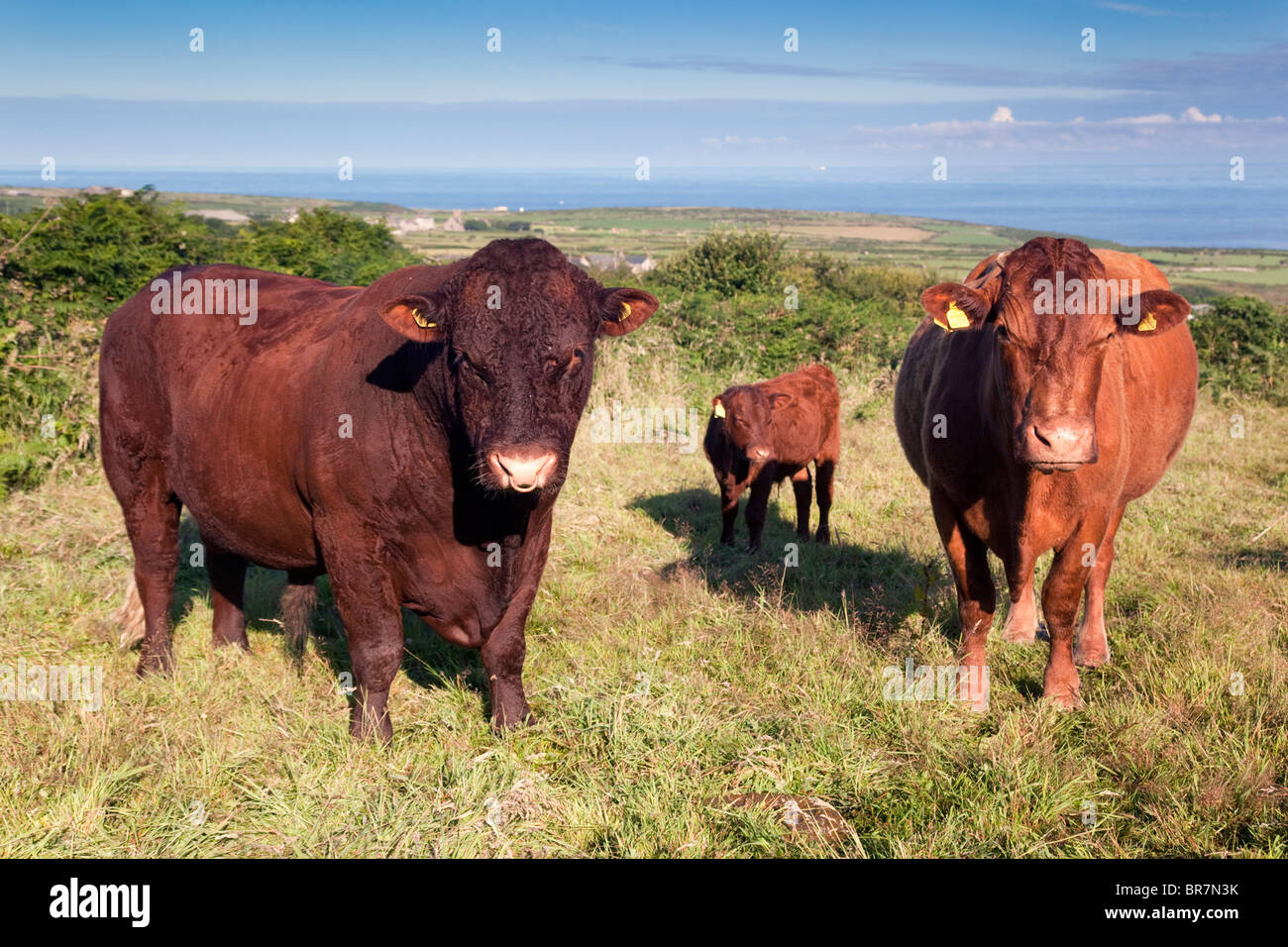 Red Devon Rinder; Trevean Farm; Cornwall Stockfoto