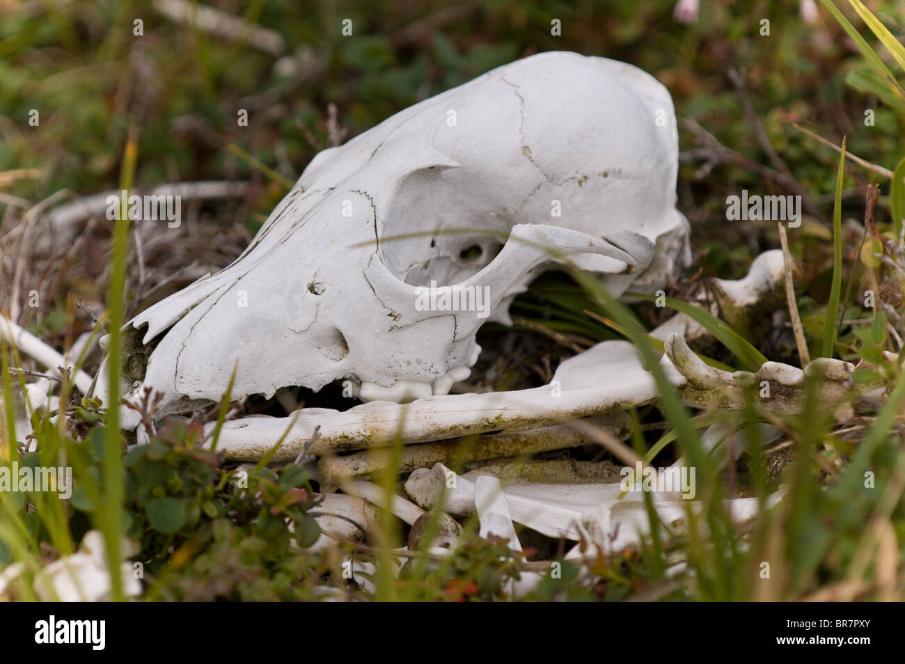Skelett ein Polarfuchs - gefunden, nachdem der Winterschnee und Eis aufgetaut. Stockfoto