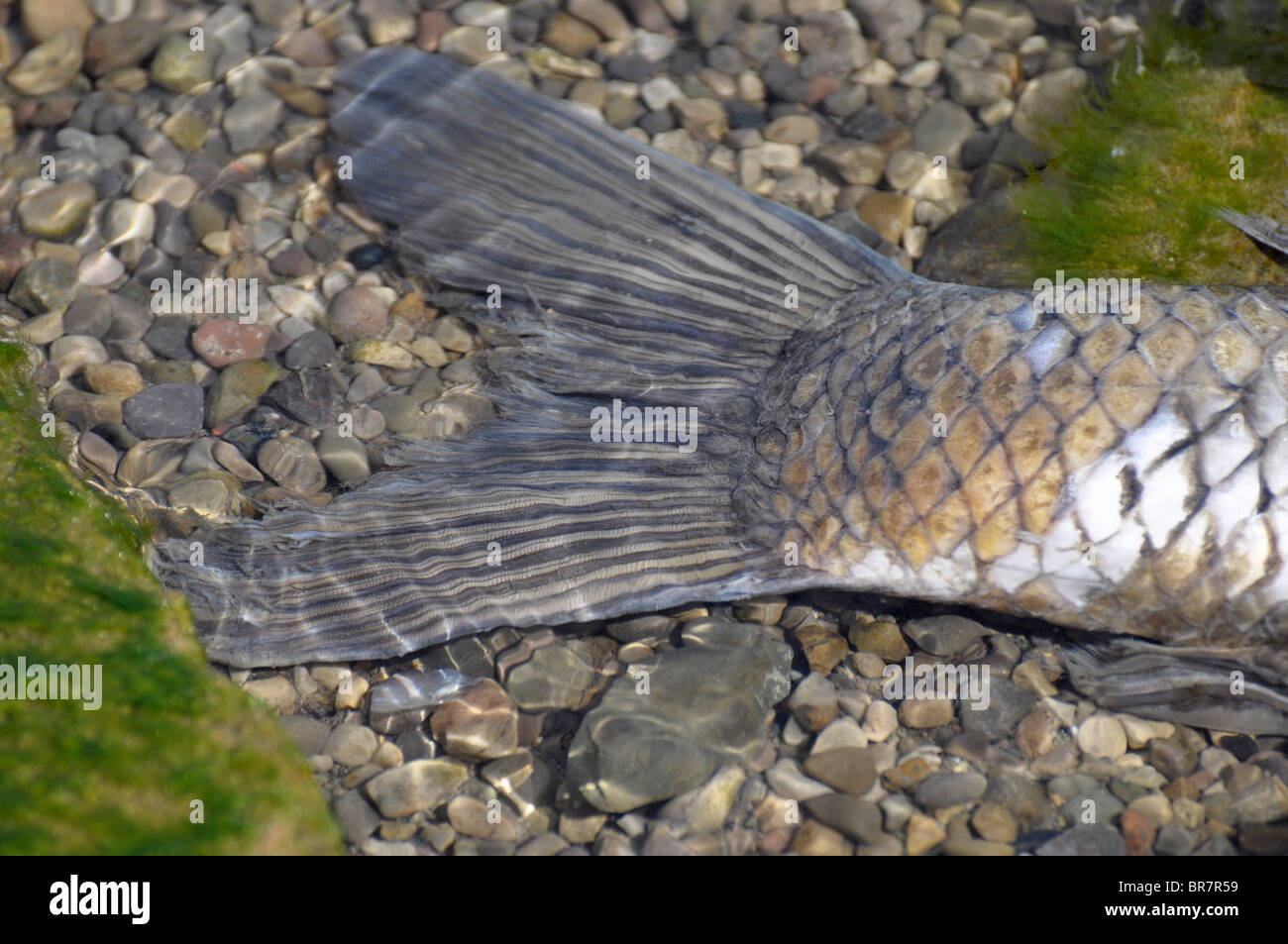 Schwanzflosse eines toten Fisches am Ufer Stockfoto