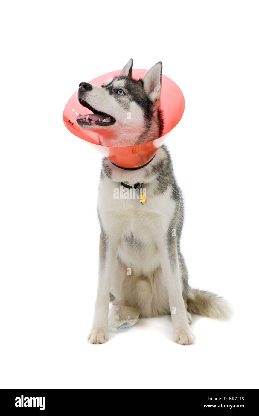 Siberian Husky Welpen in e-Kragen Stockfoto