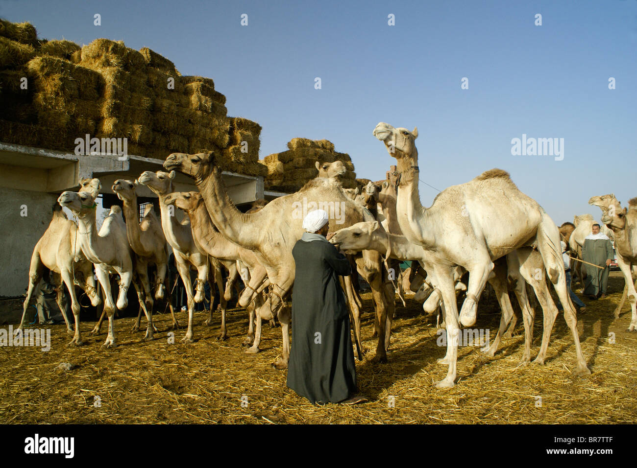 Kamelmarkt bei Abu Rawash (Birqash), Kairo, Ägypten Stockfoto
