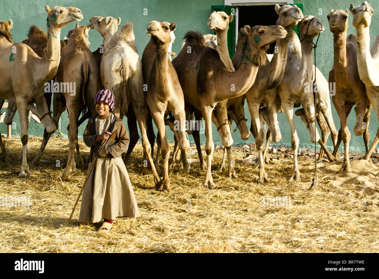 Junge mit Kamelen auf Kamelmarkt bei Abu Rawash (Birqash), Kairo, Ägypten Stockfoto
