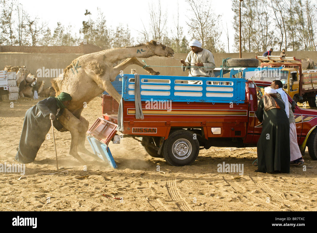 Laden von Kamel im LKW am Kamelmarkt, Abu Rawash (Birqash), Kairo, Ägypten Stockfoto