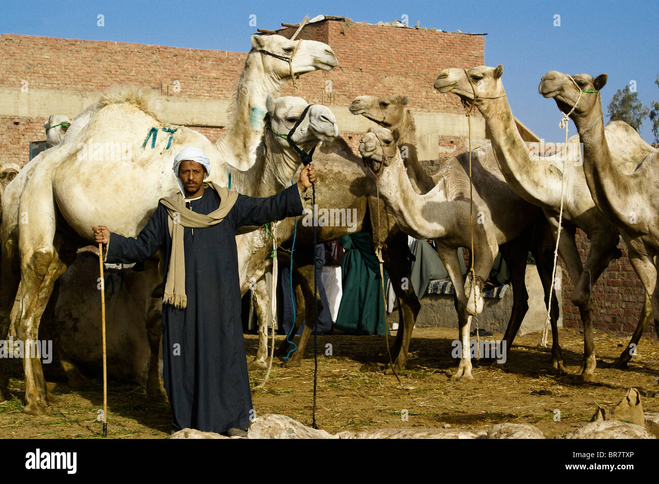 Kamelmarkt bei Abu Rawash (Birqash), Kairo, Ägypten Stockfoto