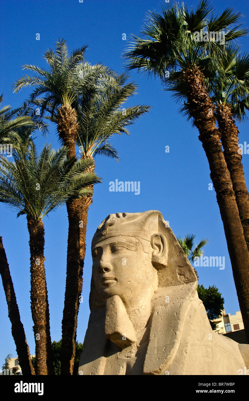 Sphinx in der Avenue von Sphinxen, Luxor-Tempel, Luxor, Ägypten Stockfoto