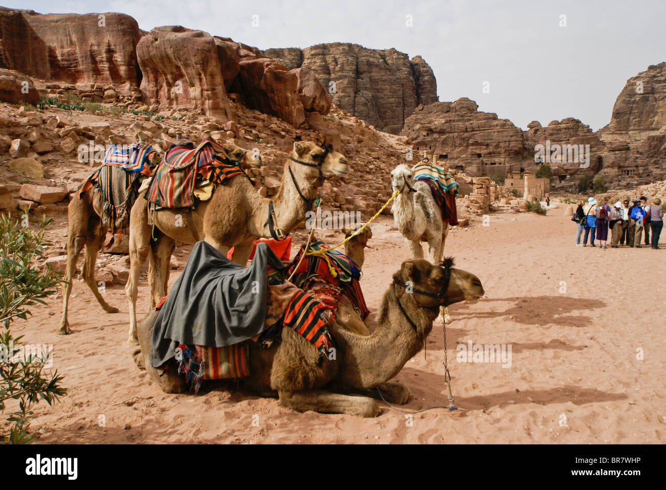 Kamele bei Petra, Jordanien Stockfoto