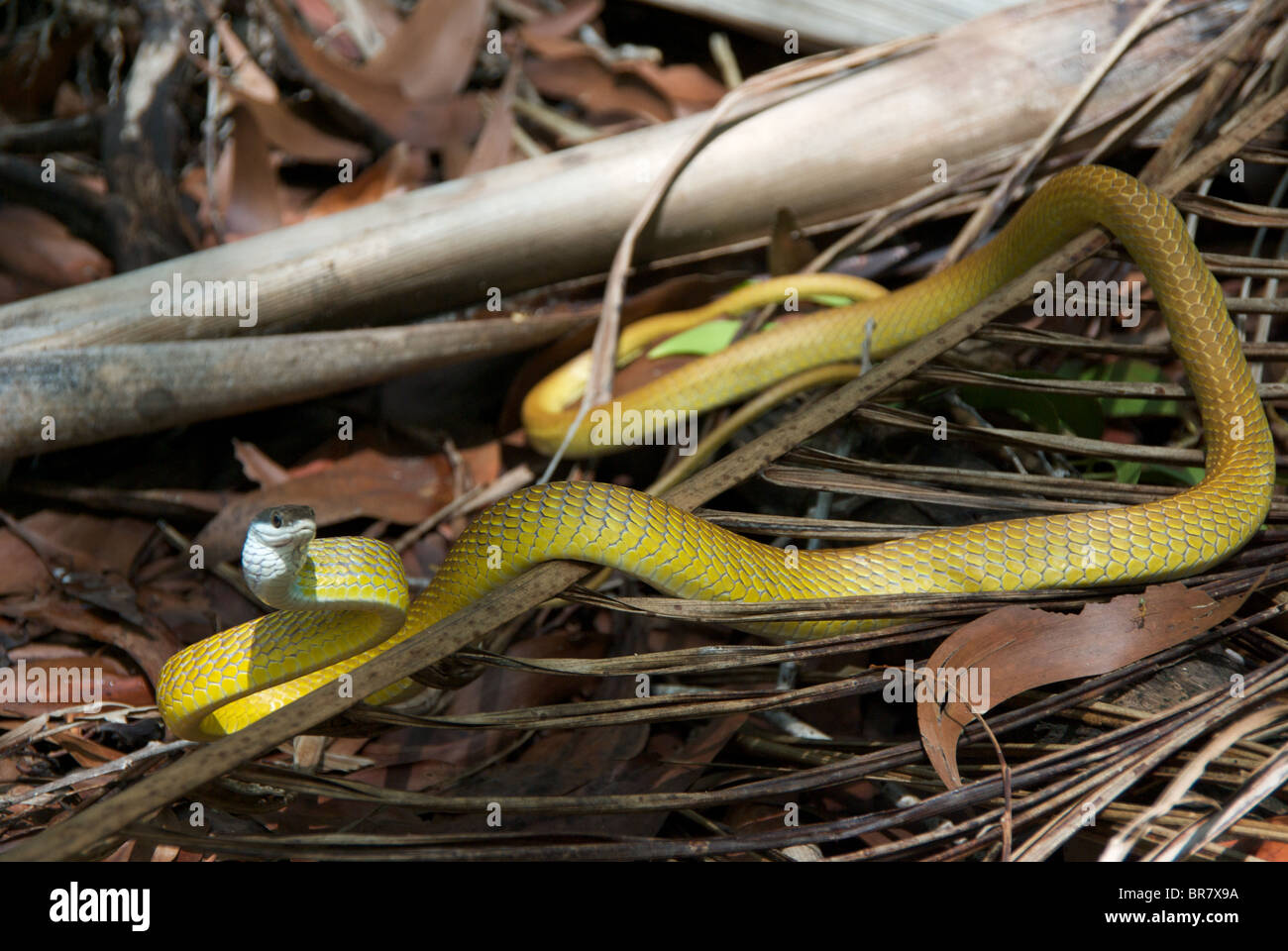 Eine goldene Baumschlange (Dendrelaphis Punctulata) in eine defensive Position. Stockfoto