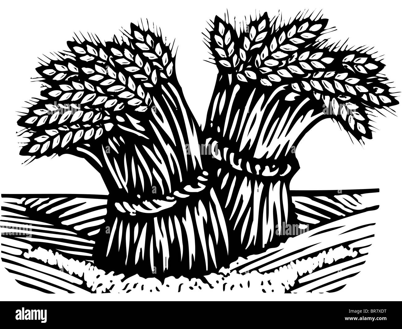 Schwarz-Weiß-Zeichnung der Trauben von Weizen Stockfoto