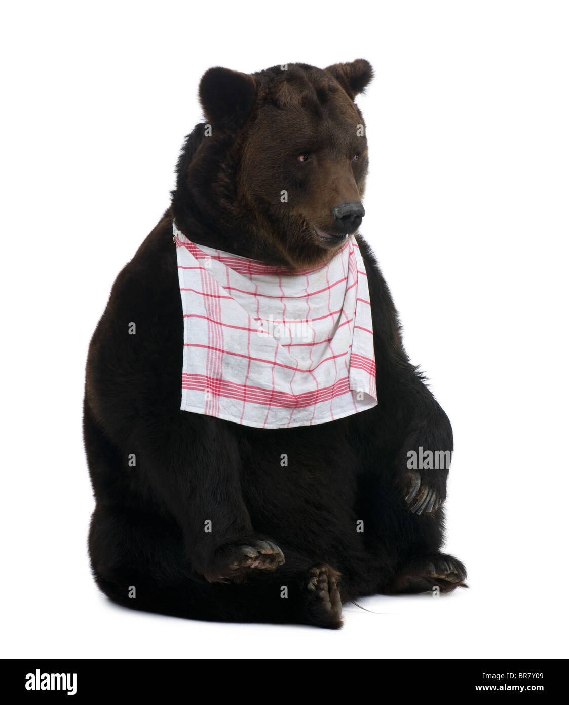 Sibirische Braunbär, 12 Jahre alt, sitzt mit der Startnummer auf vor weißem Hintergrund Stockfoto