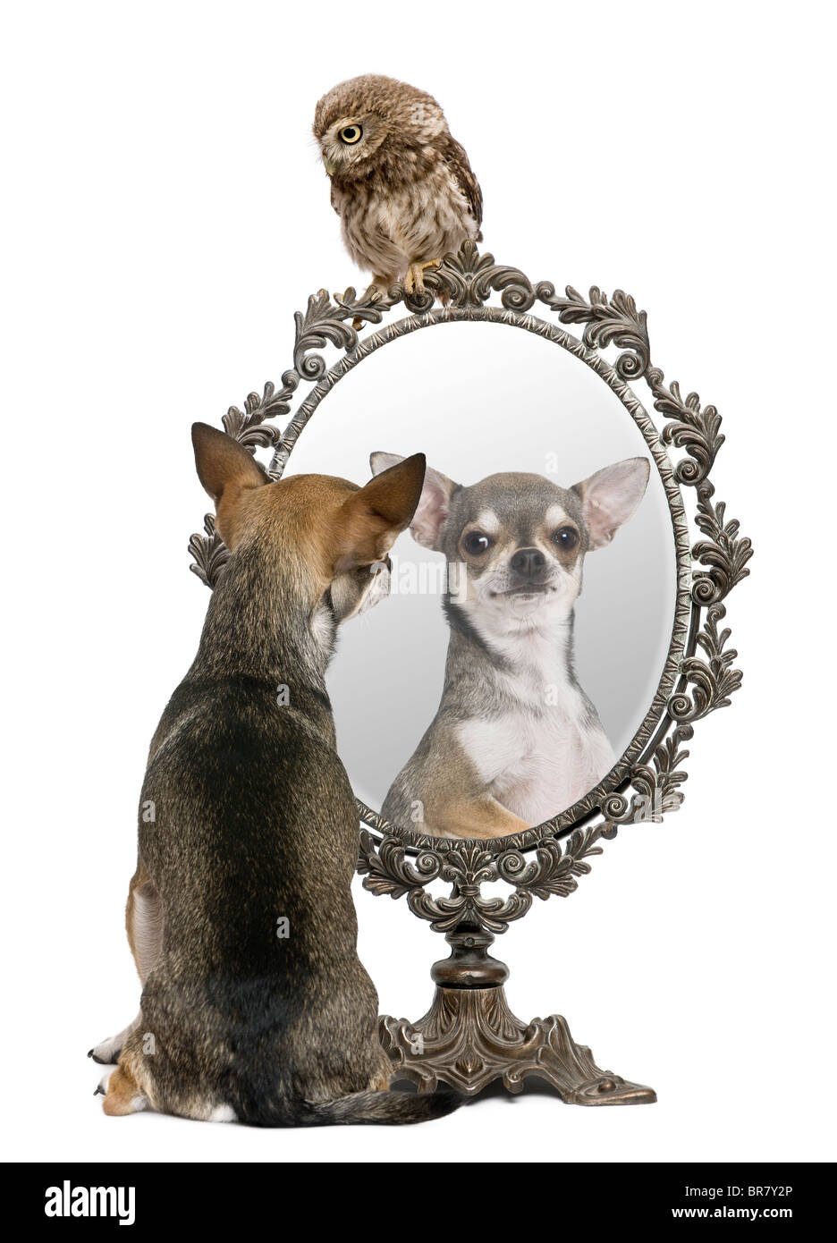 Chihuahua und eine kleine Eule, 50 Tage alt, Athene Noctua, vor einem weißen Hintergrund mit einem Spiegel Stockfoto
