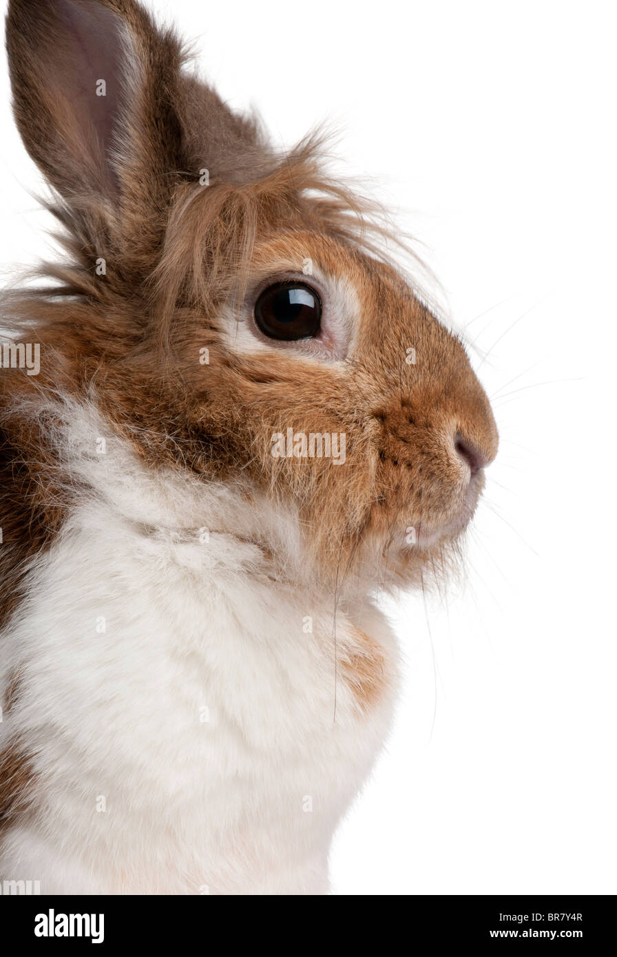 Nahaufnahme eines europäischen Kaninchen Oryctolagus Cuniculus, vor weißem Hintergrund Stockfoto