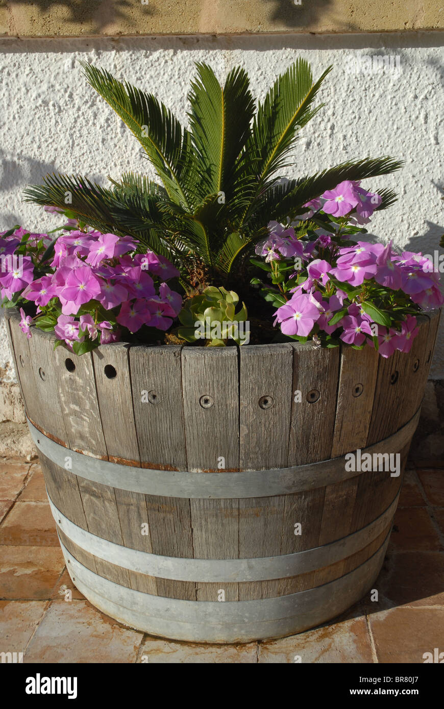 Vinca & sago Palmen im Faß container, Spanien Stockfoto