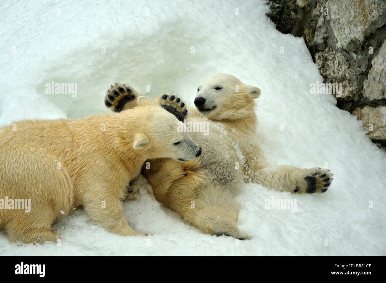 Zwei Eisbären-Jungen spielen zusammen auf dem Schnee Stockfoto