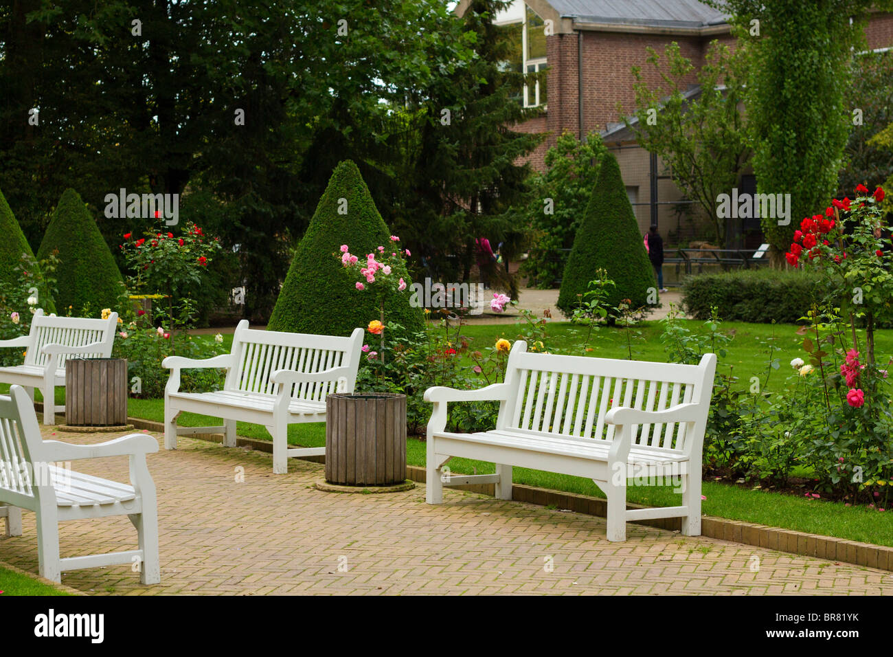 Rose garden und Formschnitt im Artis Zoo, Amsterdam, Holland Stockfoto