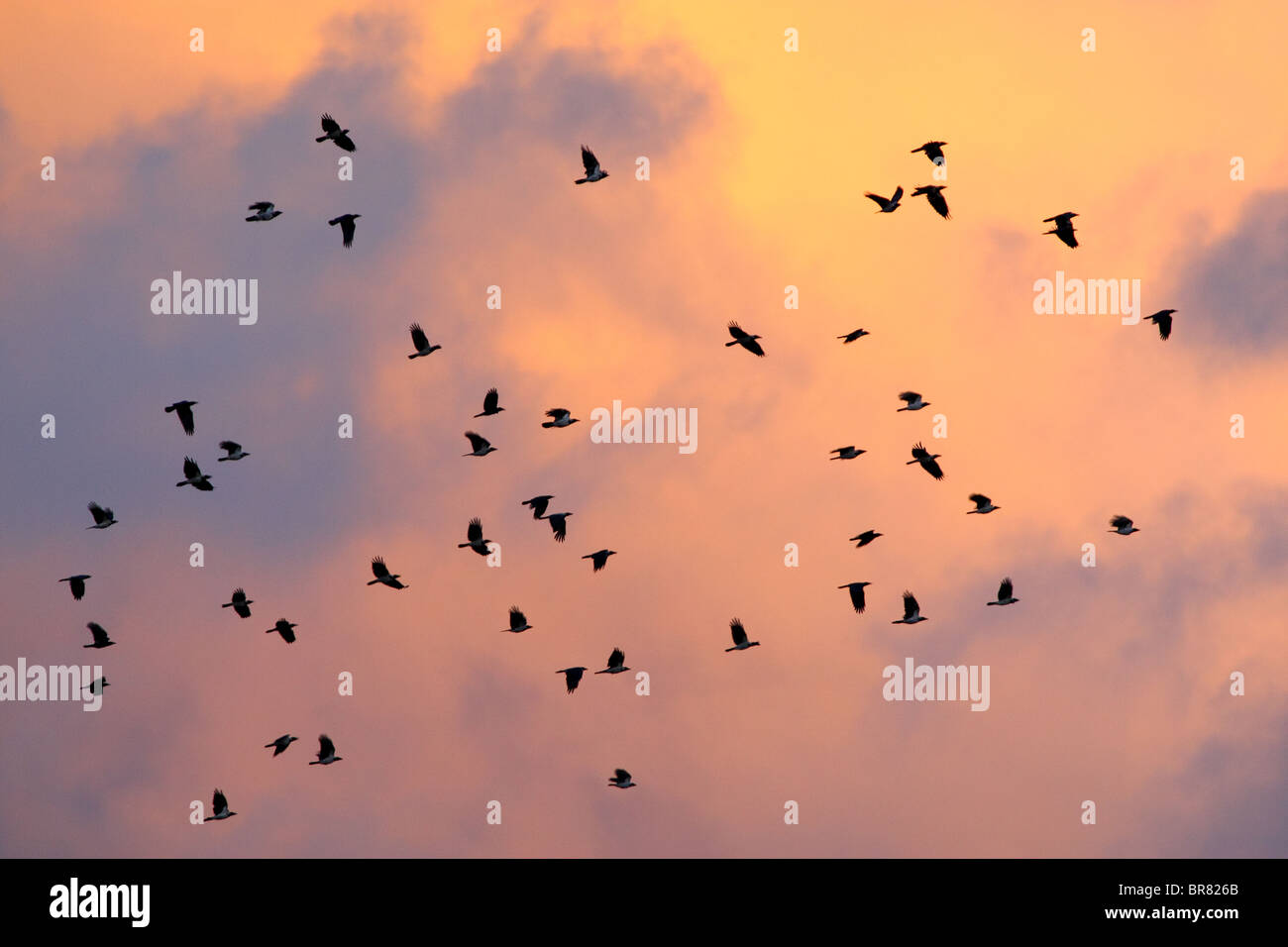 Herde mit Kapuze Krähe fliegen in der Dämmerung Himmel. Estland, Europa Stockfoto
