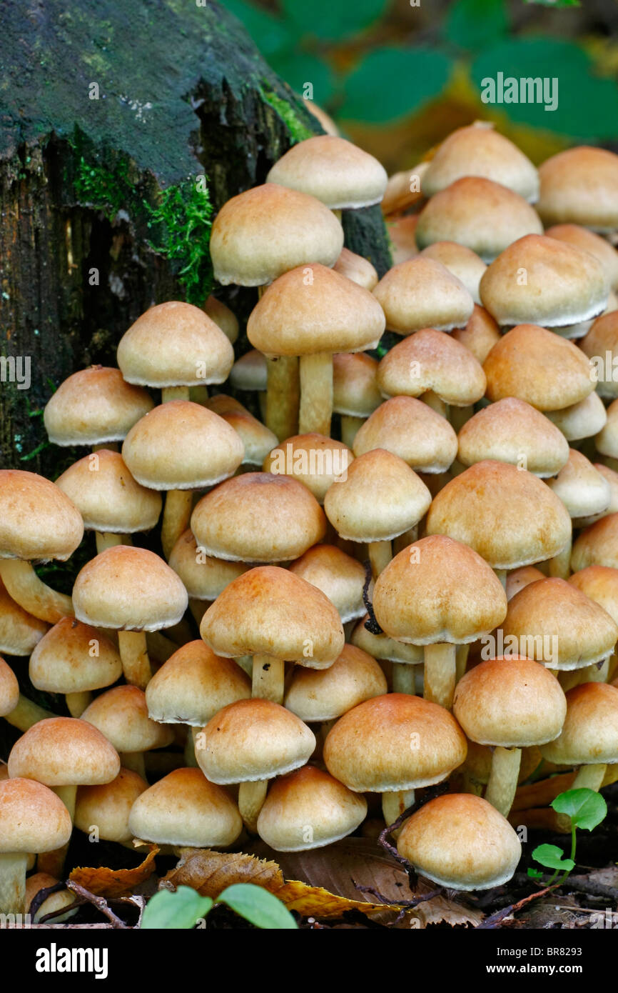 im Herbst Pilze im Wald Stockfoto