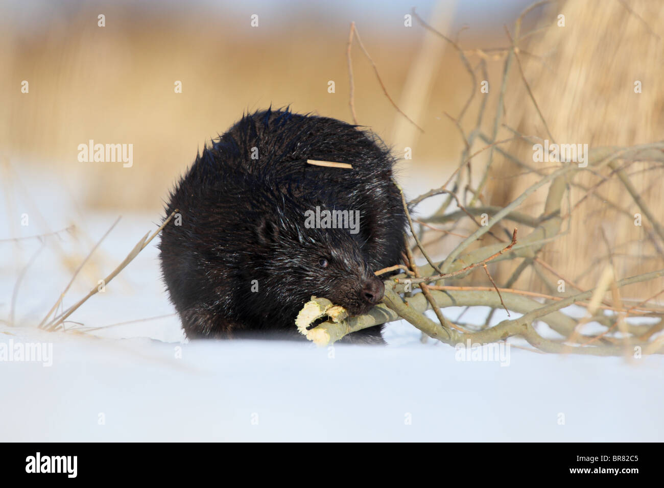 Eurasische Biber (Castor Fiber) mit Nahrungsmitteln, Weidenruten. März Stockfoto