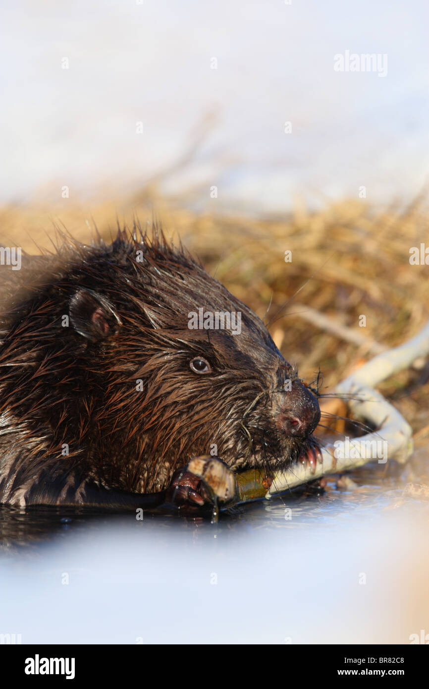 Eurasische Biber (Castor Fiber) Essen die Rinde von Weidenzweig. März Stockfoto