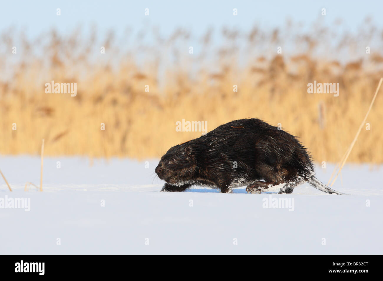 Wilde Eurasische Biber (Castor Fiber) zu Fuß auf dem Land, auf der Suche nach Nahrung. März. Stockfoto