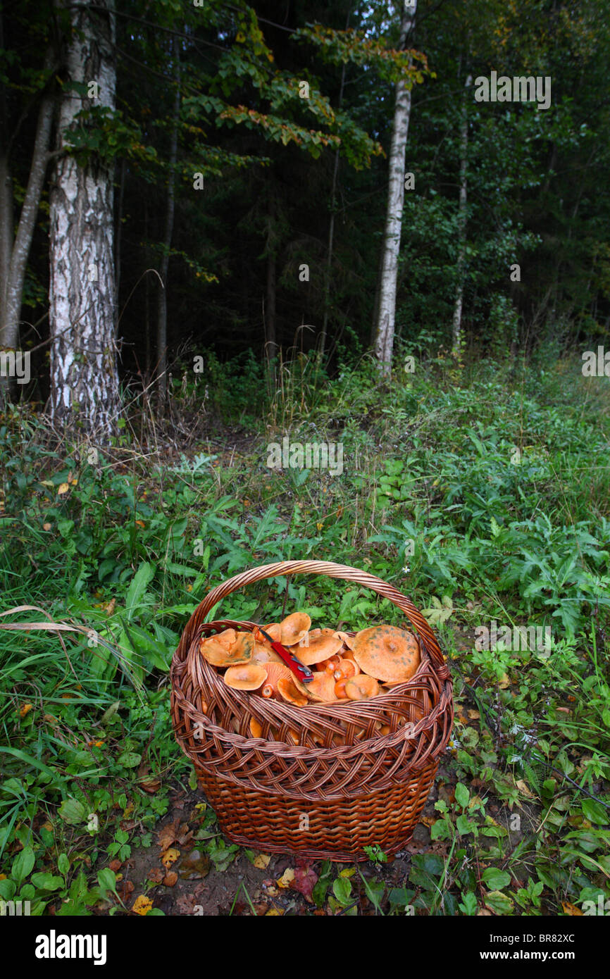 Falscher Safran feingehackter (Lactarius Reizker) in einem Korb, September erntefrisch Stockfoto