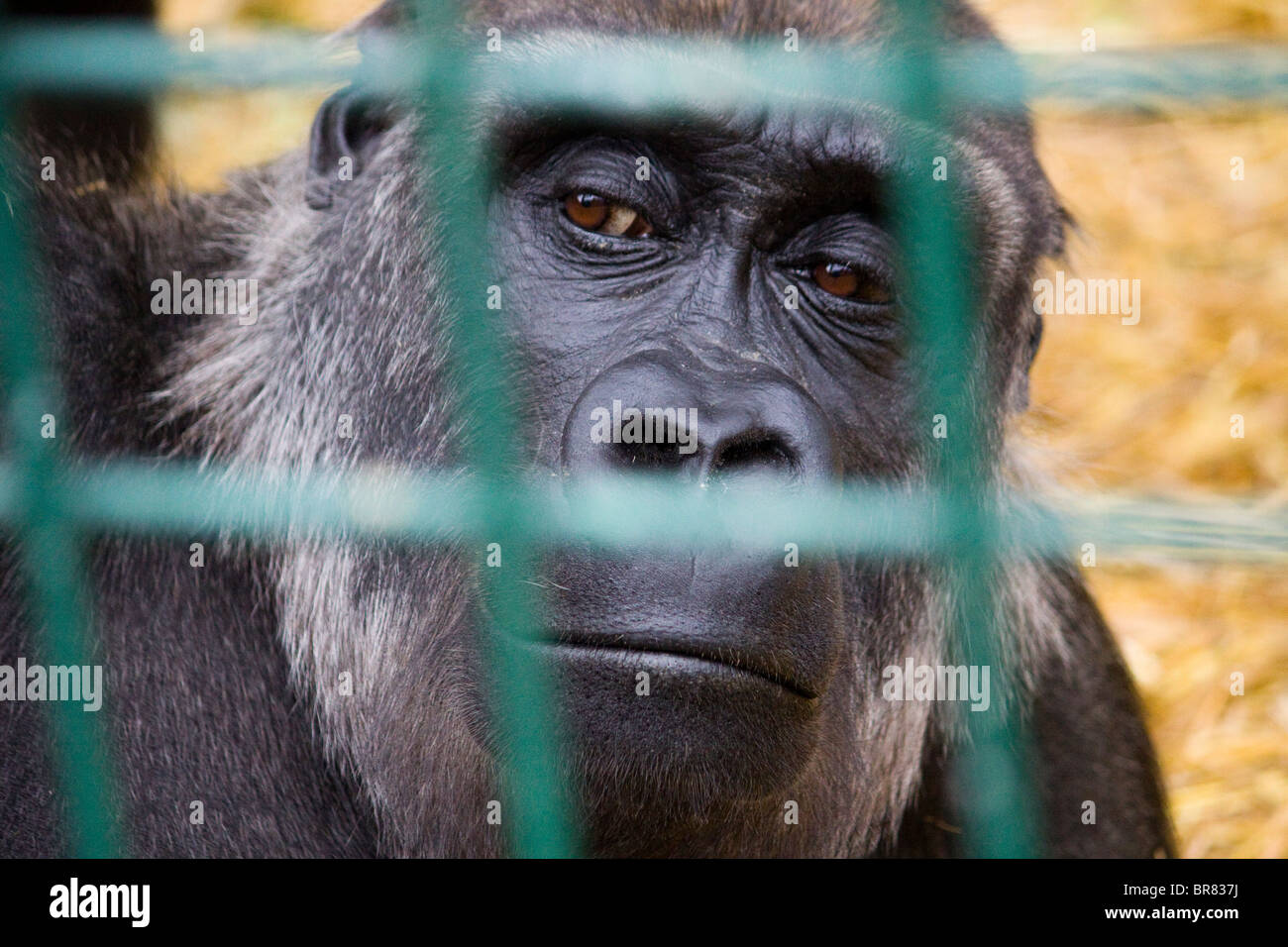 Gorilla in Gefangenschaft hinter Gittern Stockfoto