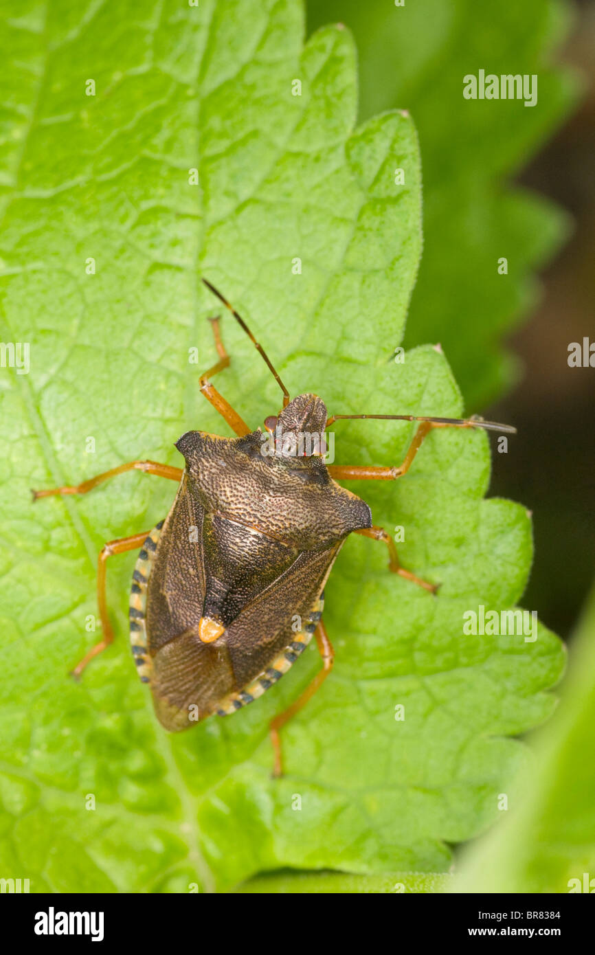 Erwachsenen Wald Bug (Pentatoma Art) eine Art von Schild Bug im Vereinigten Königreich Stockfoto