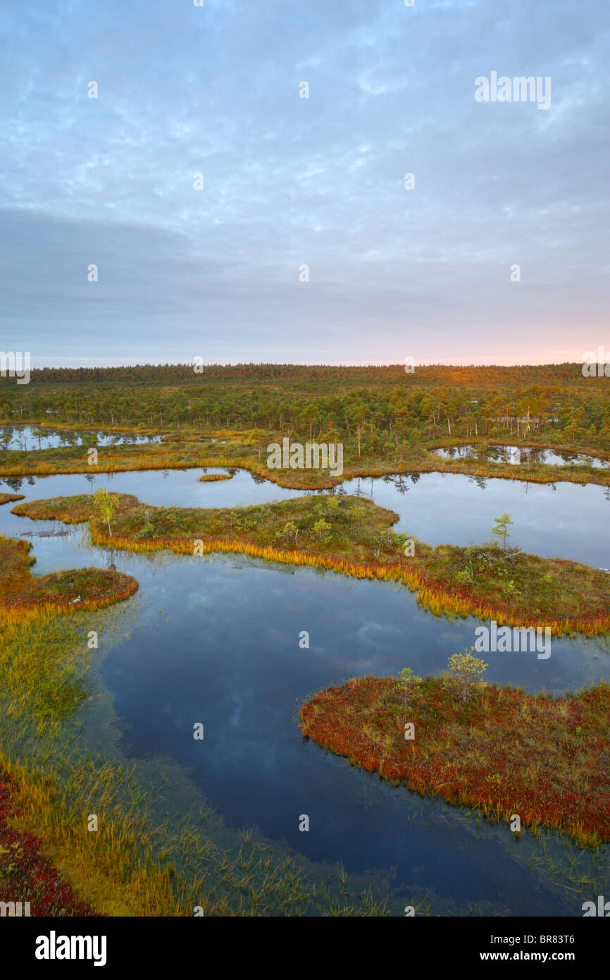 Moor-Pools im Männikjärve Moor, Naturschutzgebiet Endla, Estland Stockfoto