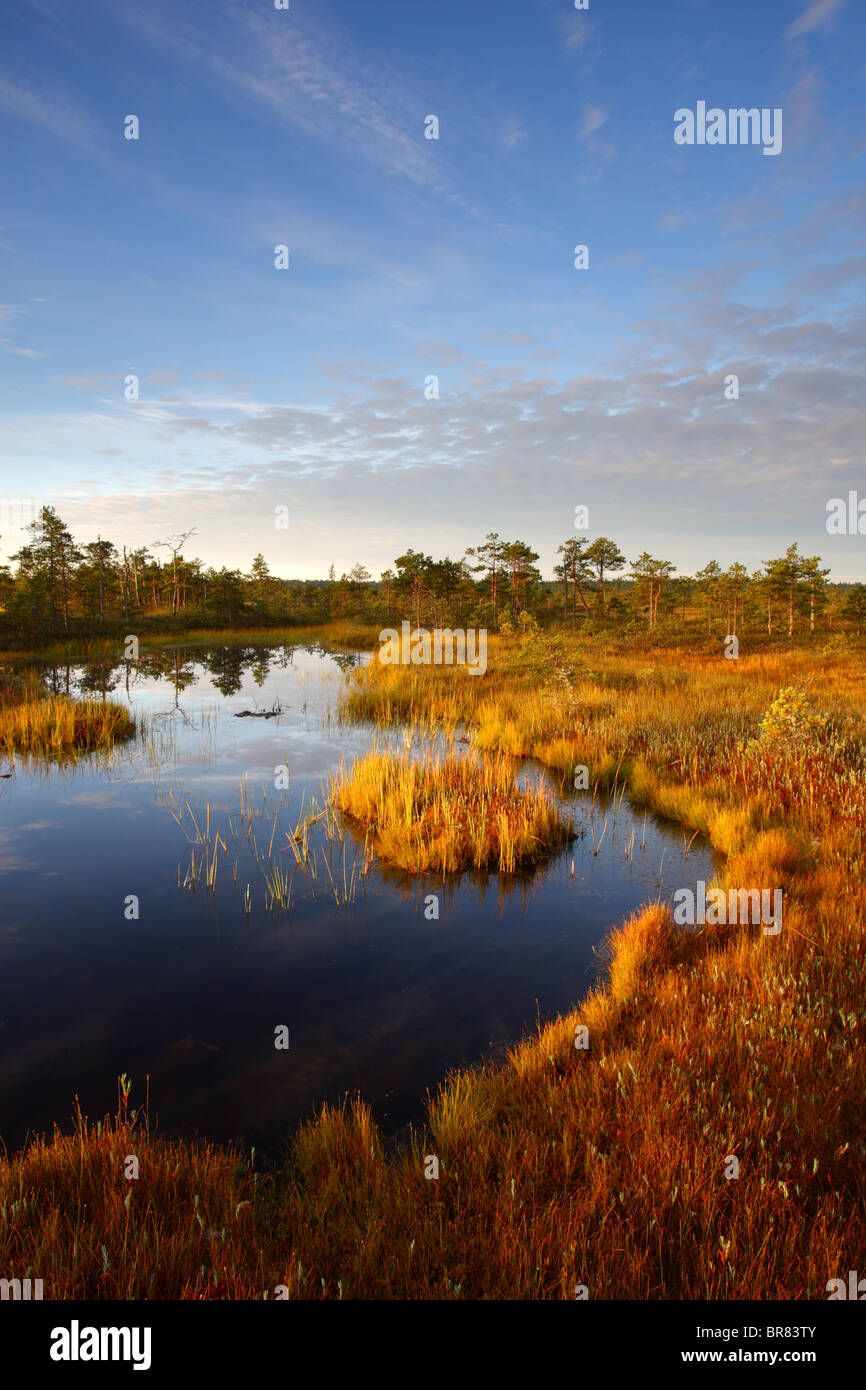 Männikjärve Moor im Sonnenaufgang und Herbst Farben, Naturschutzgebiet Endla, Estland Stockfoto
