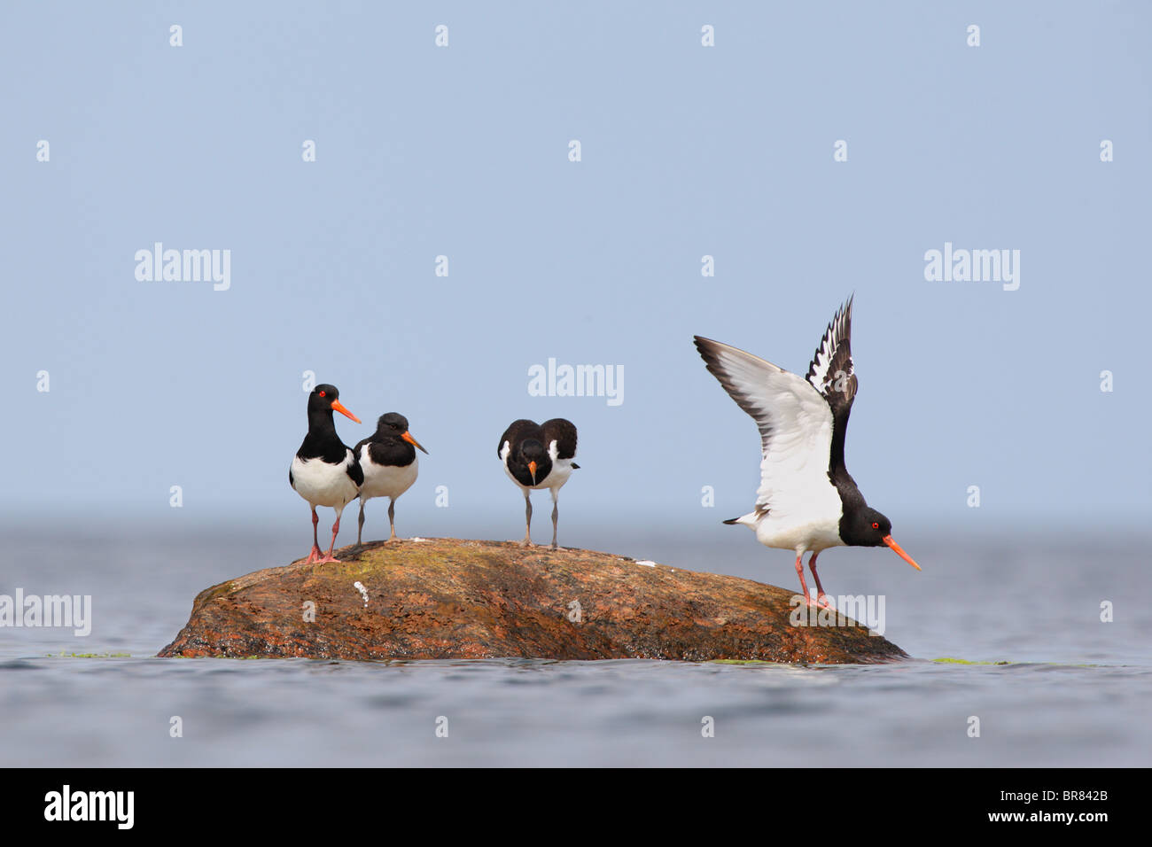 Austernfischer (Haematopus Ostralegus) Familie auf dem Stein. Sommer 2010 Stockfoto