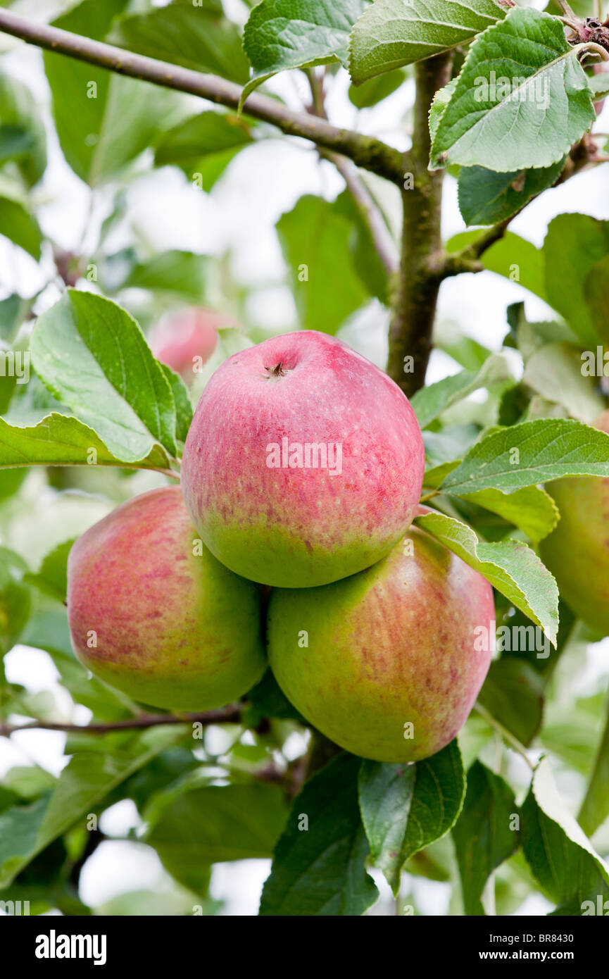 Drei Reife rote Mostäpfel hing an einem Baum in einem Somerset Orchard Porträt Stockfoto