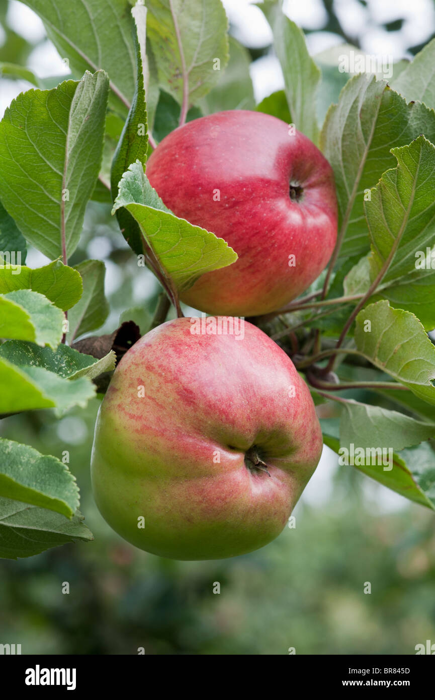 Zwei Reife rote Mostäpfel hing an einem Baum in einem Somerset Orchard Porträt Stockfoto