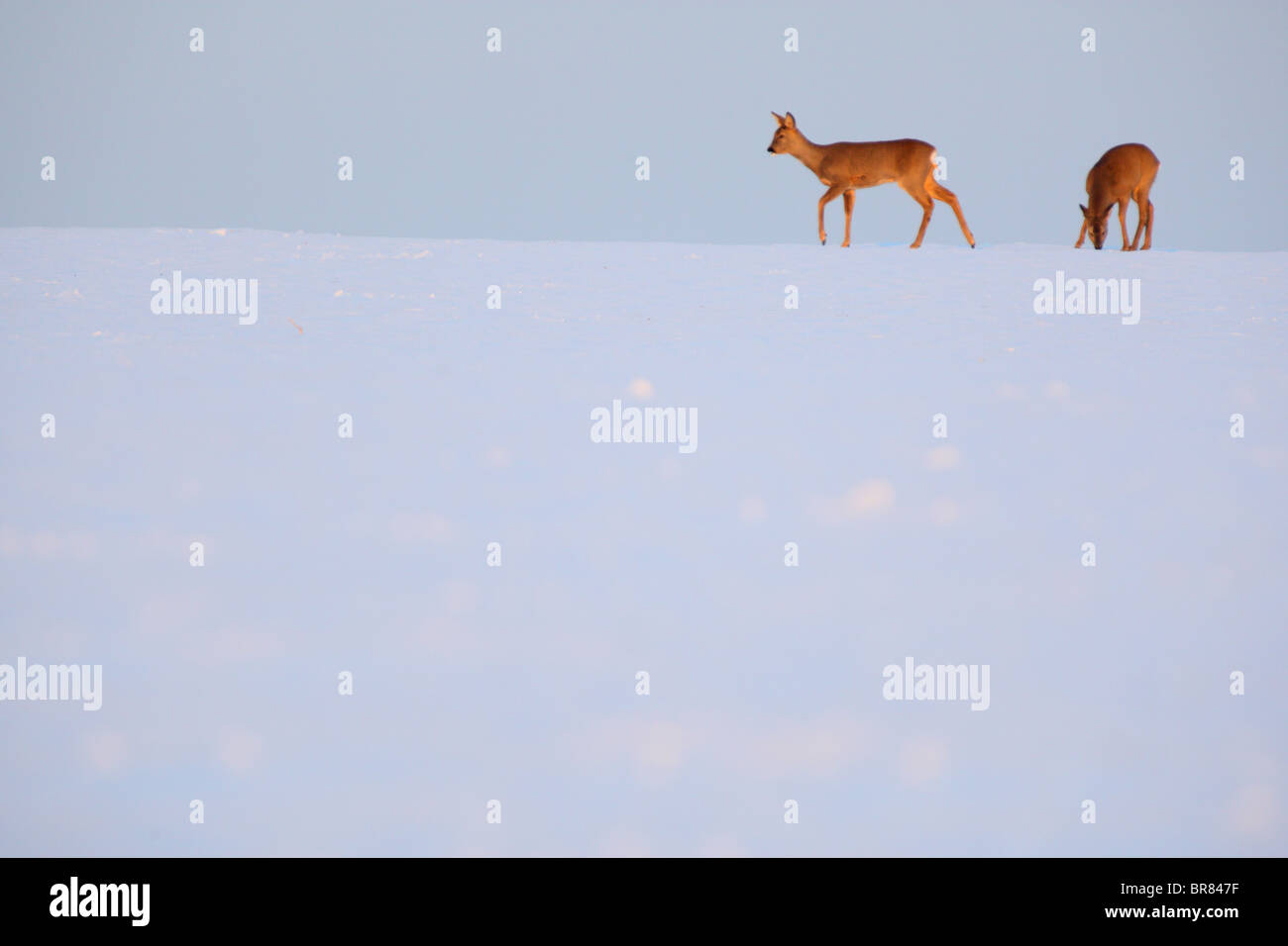 Paar Rehe (Capreolus Capreolus) in schneebedeckten Feld, auf der Suche nach Nahrung. Stockfoto