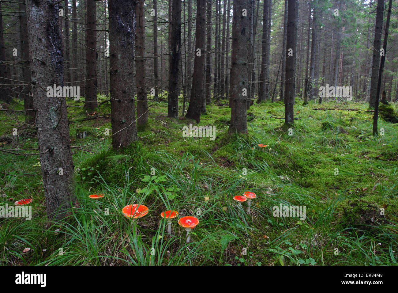Gruppe von Fliegenpilz-Pilze (Amanita Muscaria) in Tanne Lebensraum Wald. Estland, Europa Stockfoto