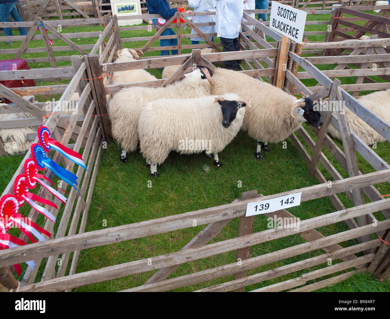 Preisgekrönte Scotch Blackface Schafe auf dem Stokesley Landwirtschaft 2010 Stockfoto