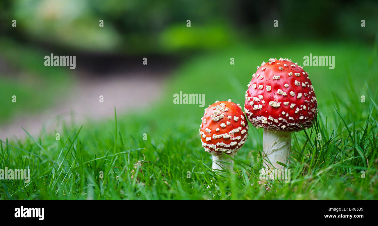 Amanita muscaria, Agaric Pilze neben einem Wald weg fliegen. Stockfoto