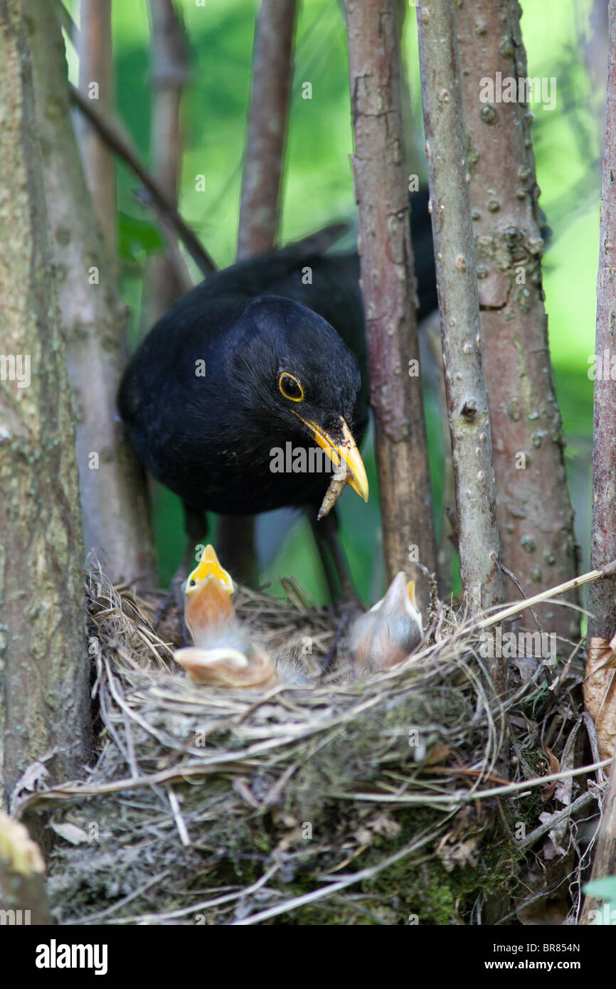 Die Amsel (Turdus Merula) in ein Nest mit hungrigen Baby-Vögel. Stockfoto