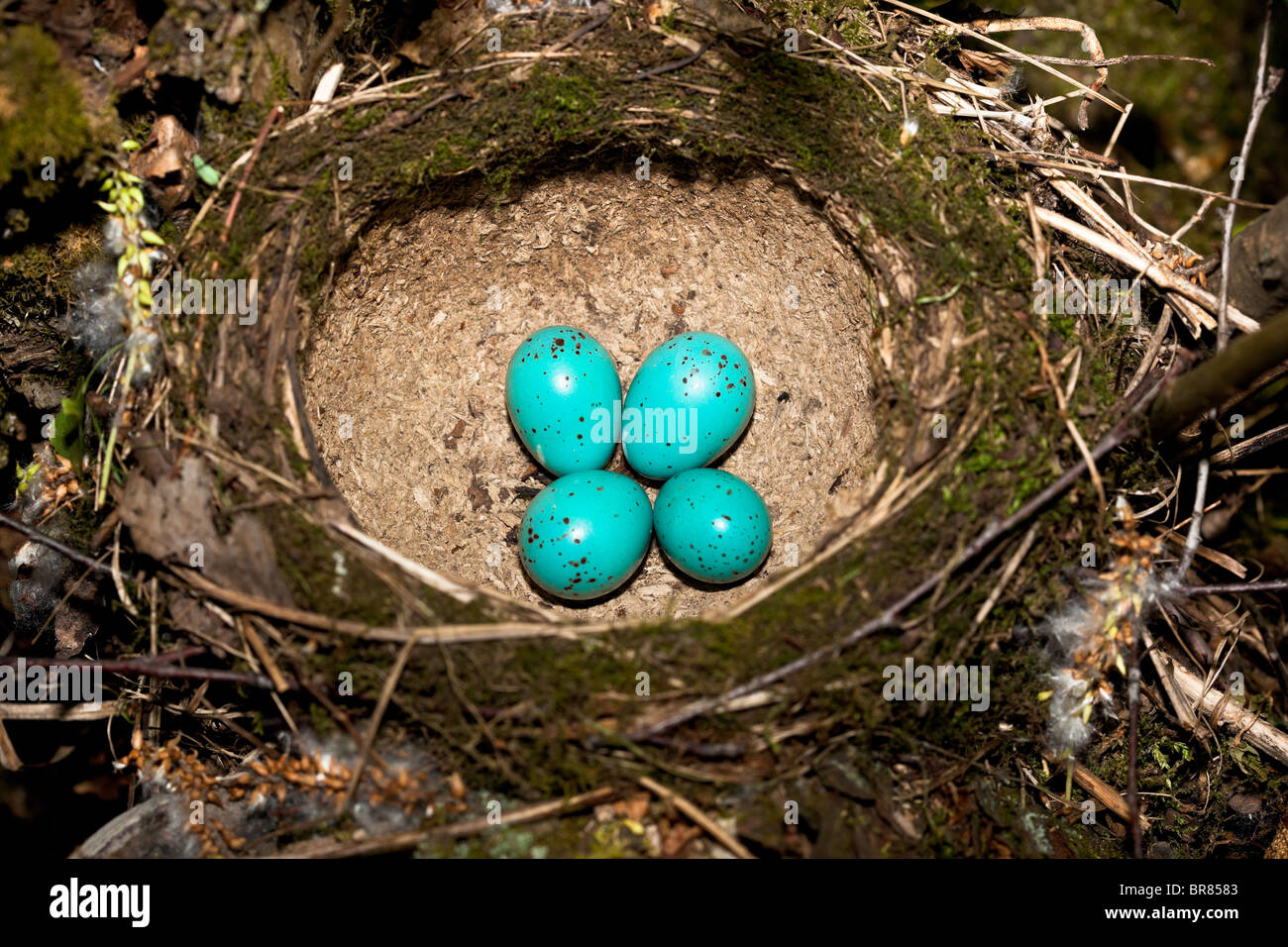 Singdrossel, Turdus Philomelos. Das Nest des Vogels mit blauen Eiern. Stockfoto