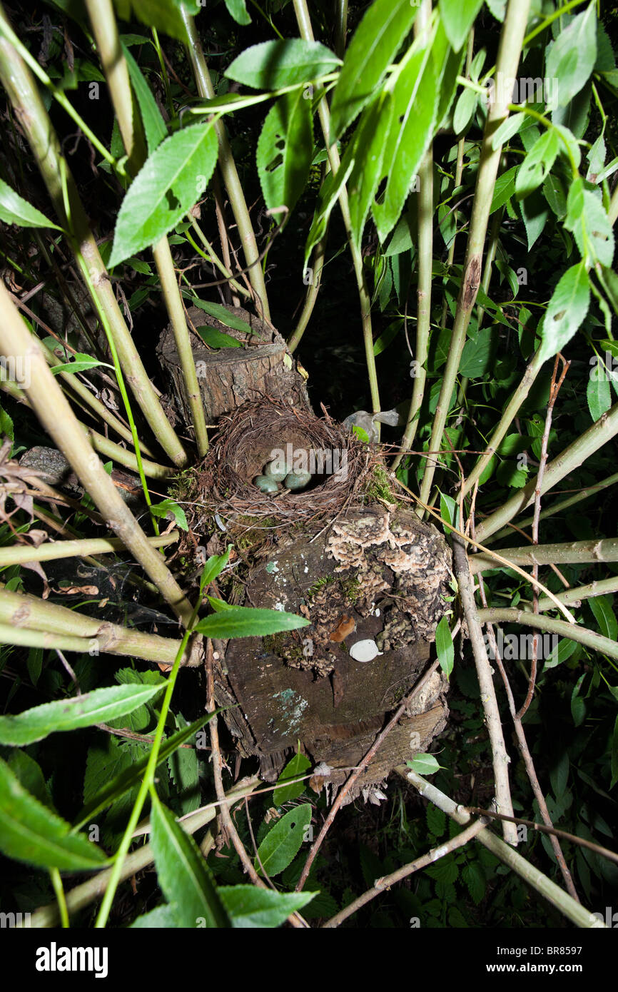 Das Nest der Amsel (Turdus Merula) mit drei grünen Eiern. Stockfoto