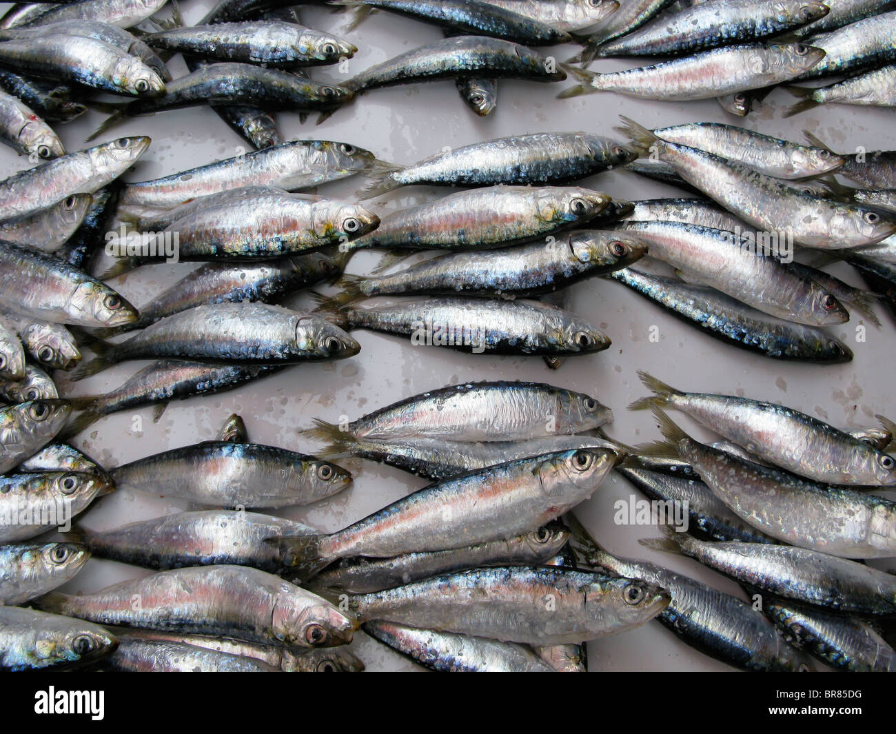 Frisch gefangene Sardinen auf dem Display am Fischmarkt in Essaouira, Marokko Stockfoto