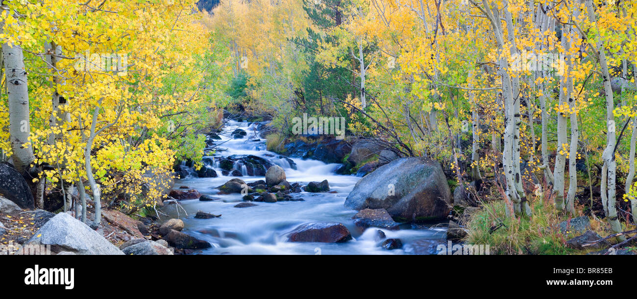 Fallen Sie farbige Espen entlang des South Fork Zemborzyce Creek. Inyo National Forest. California Stockfoto