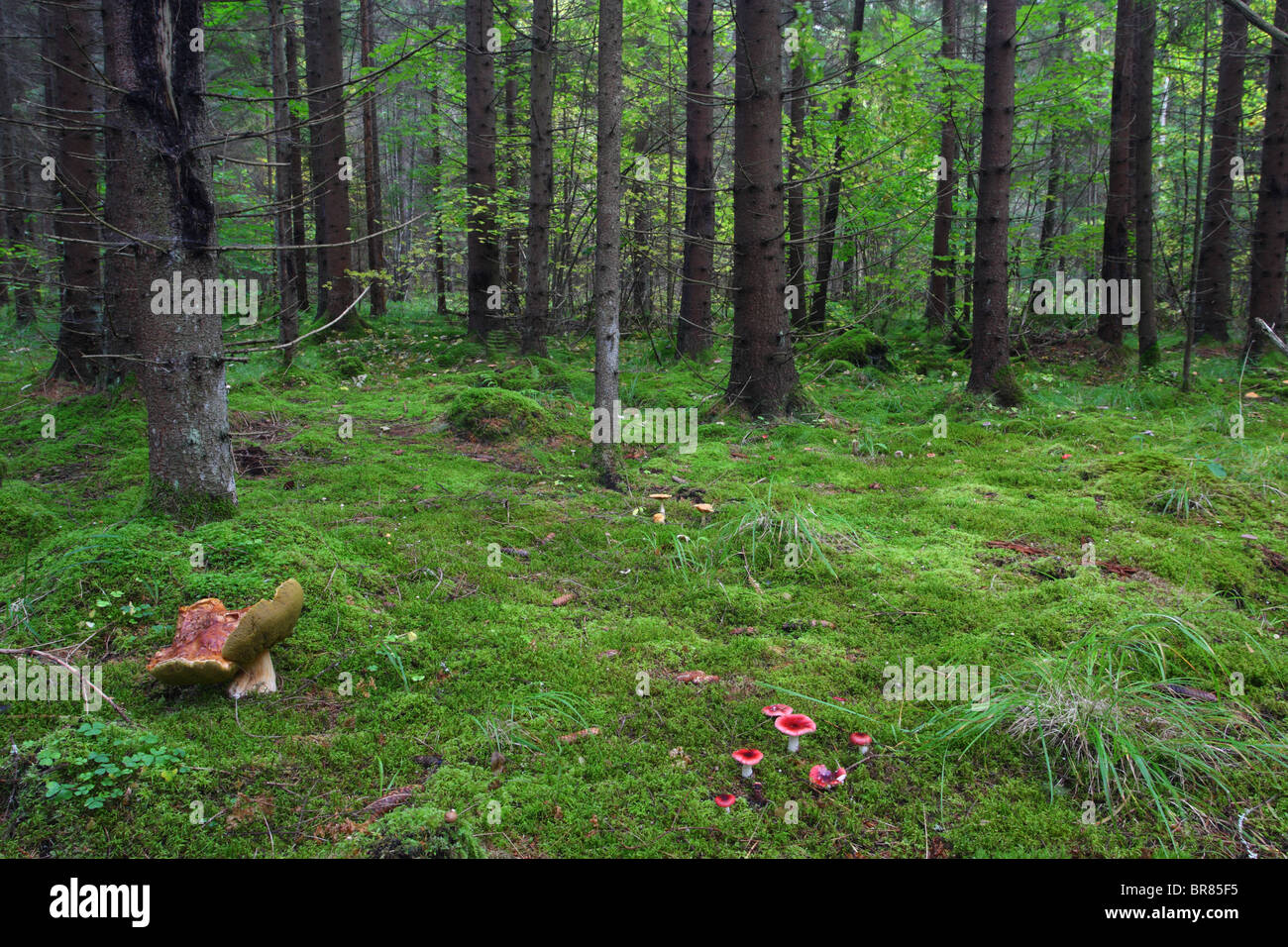 Wald voller Pilze - Gruppe der Sickeners (ubling Emetica) vor. Stockfoto