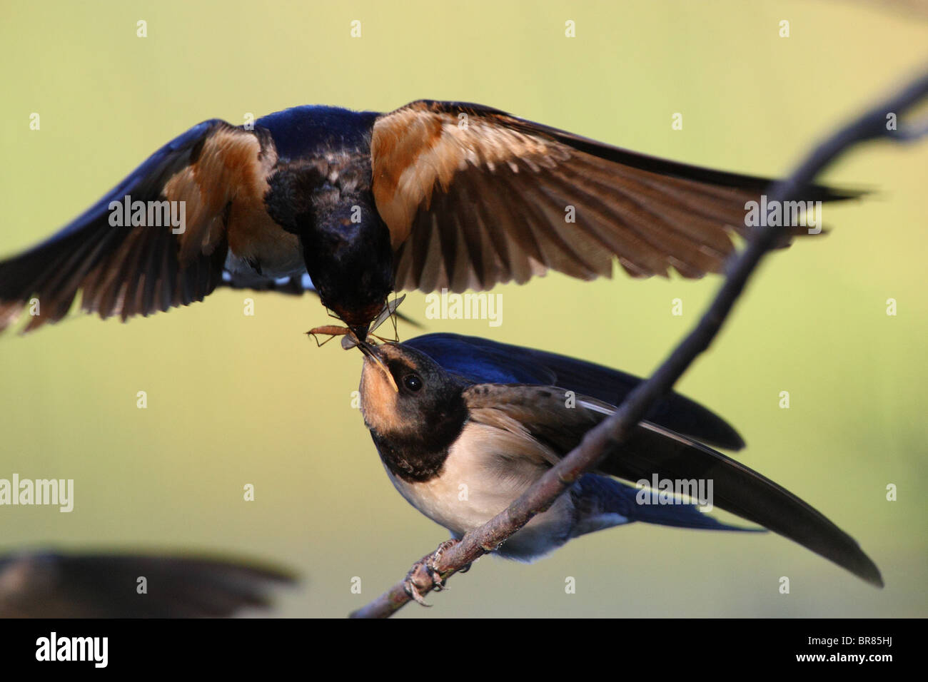 Rauchschwalbe (Hirundo Rustica) Fütterung Insekt, Küken Stockfoto