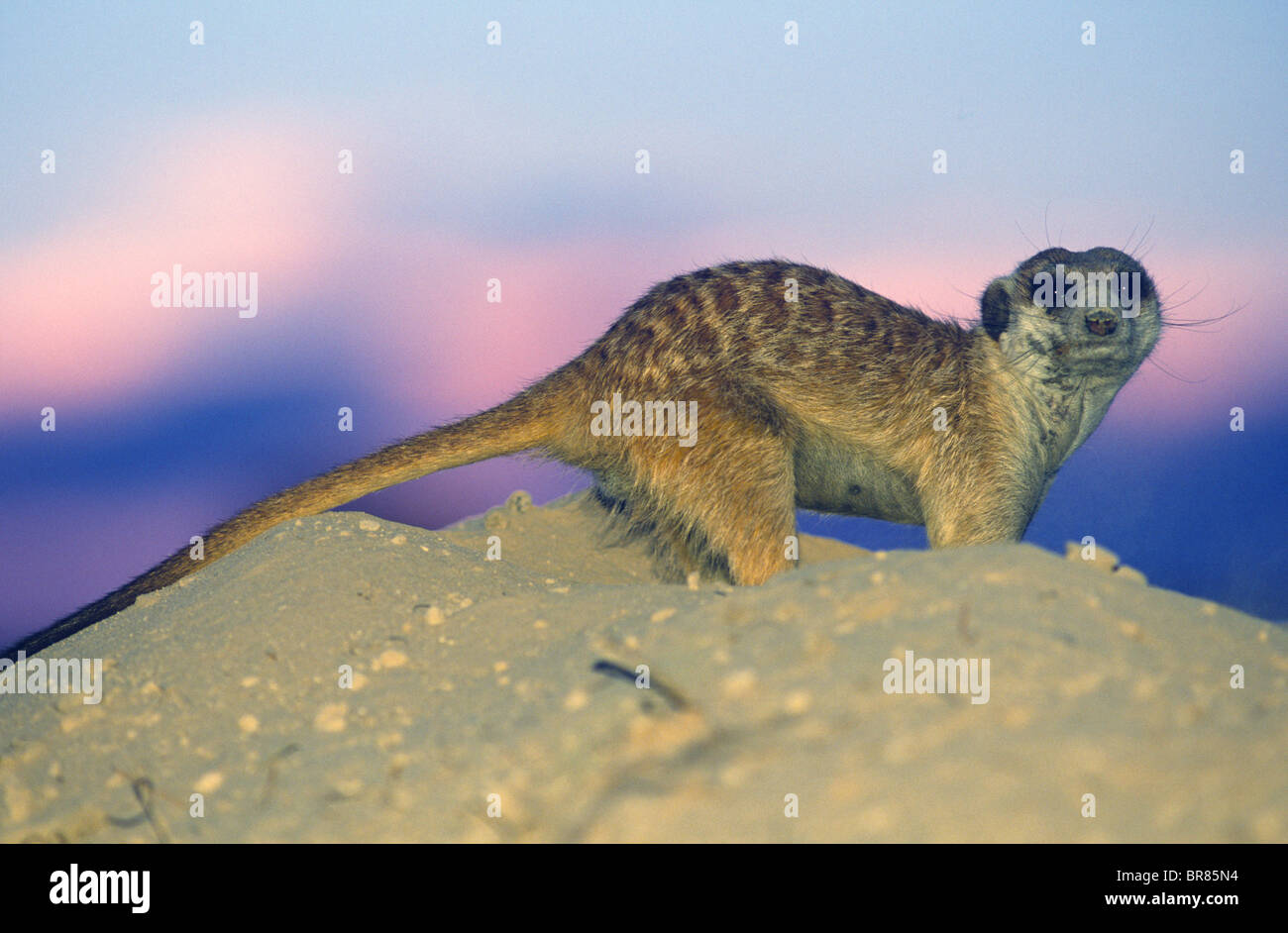 Erdmännchen oder erdmännchen auf Damm von den suricata suricatta Kalahari Gemsbok np Südafrika Stockfoto