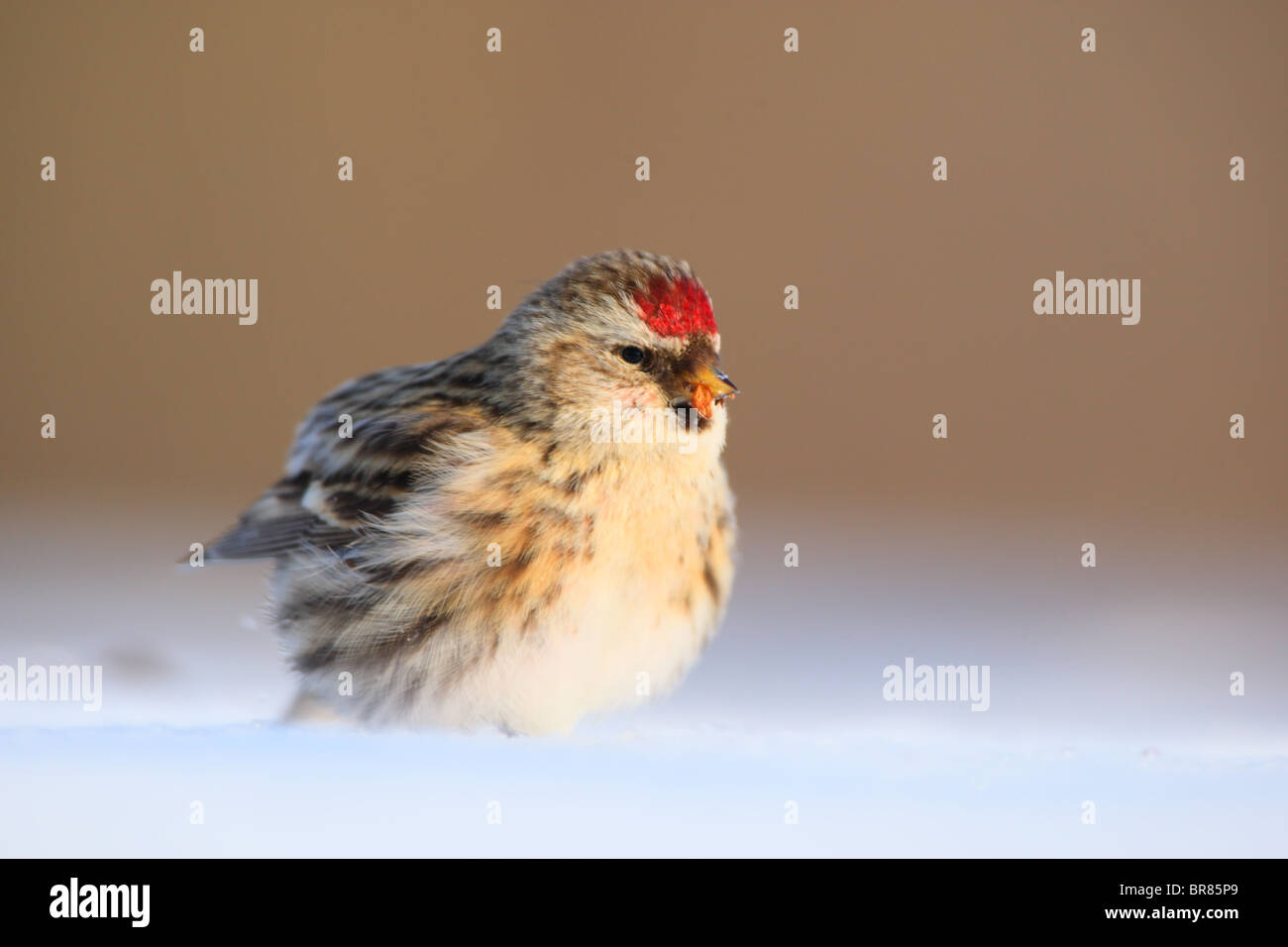 Gemeinsame Redpoll (Zuchtjahr Flammea) im Schnee. Januar. Stockfoto