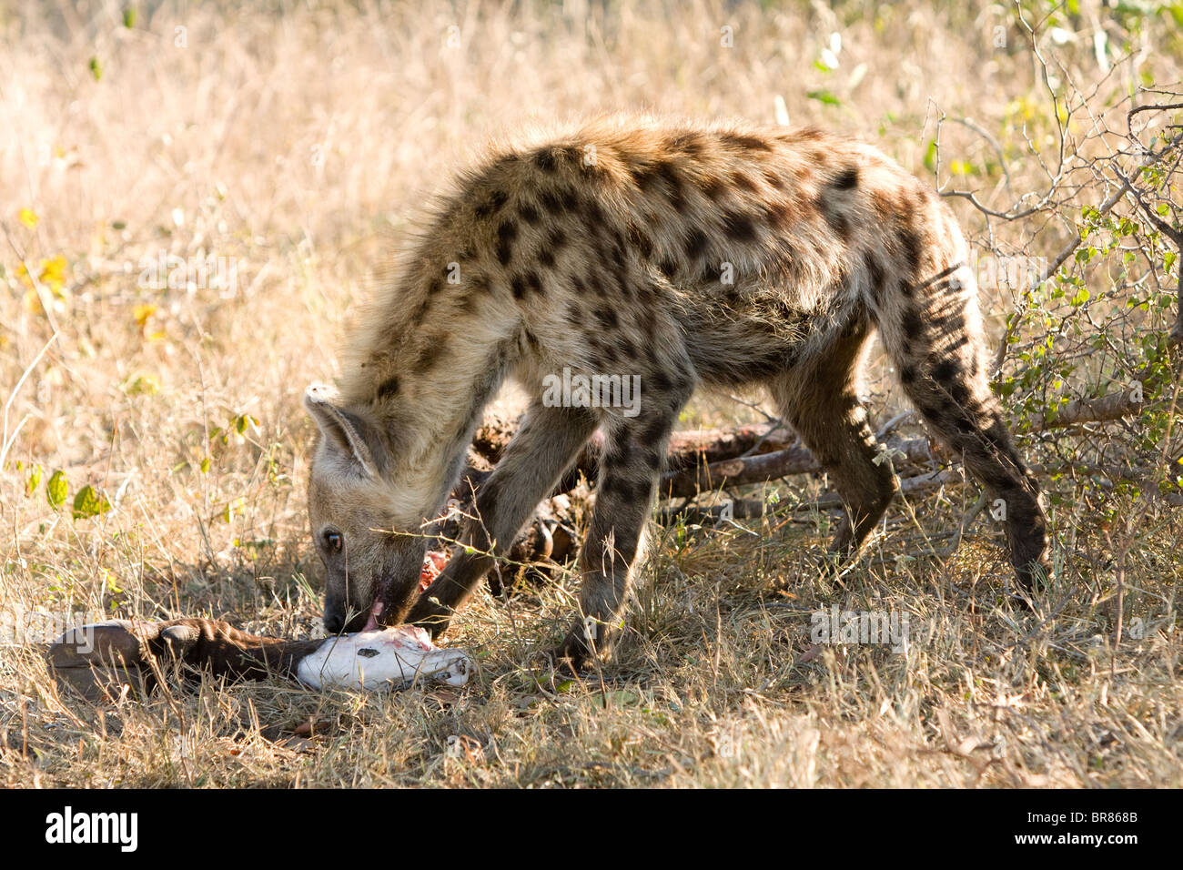 Gefleckte Hyäne Essen Kadaver im Krüger Nationalpark, Südafrika Stockfoto