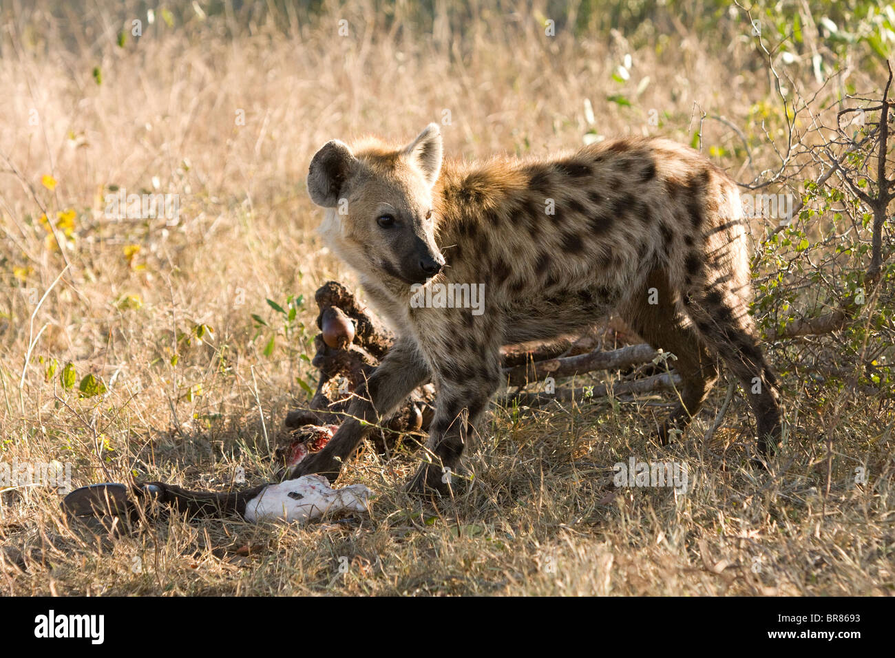 Gefleckte Hyäne Essen Kadaver im Krüger Nationalpark, Südafrika Stockfoto