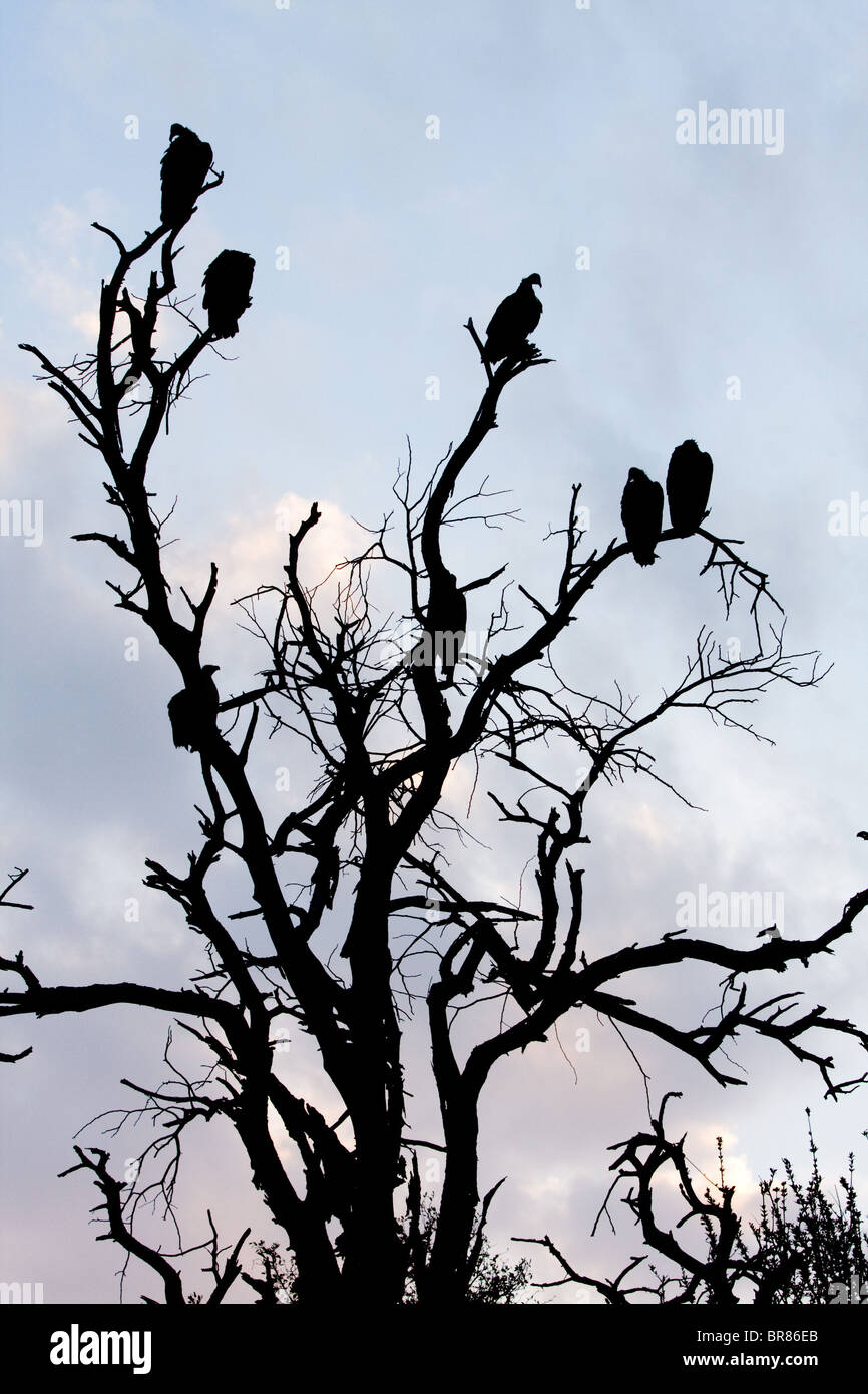 Geier im Baum im Krüger Nationalpark, Südafrika Stockfoto